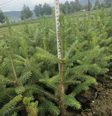 [杉树苗批发]云杉苗,云杉杯苗,云杉裸根苗,大小规格都有价格1.