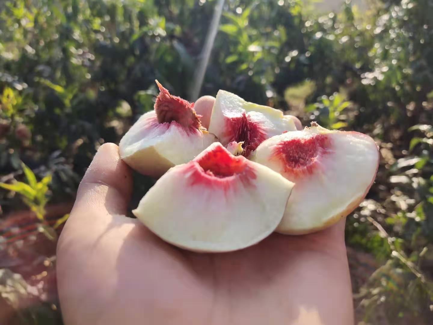 冬桃切面对比图