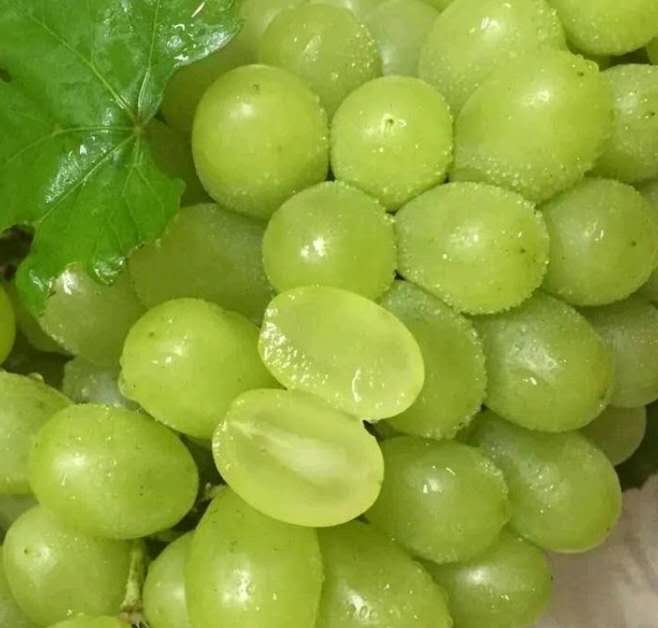 新鲜未熟的葡萄特写,颜色偏青绿 未熟葡萄原料图