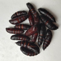豆虫蛹，新鲜速冻，高蛋白，蚕蛹，高蛋白过敏体质禁止食用