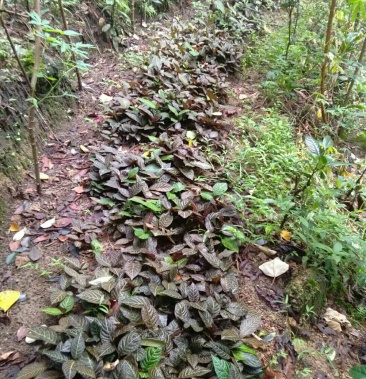 走马胎种子苗种植户第一手货源山草药走马胎