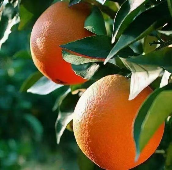 纽荷尔脐橙特写,展示其橙红色果皮与饱满果形 纽荷尔脐橙特写