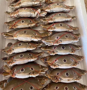 鲜冻三点蟹,2/3两 3/4两,价格美丽