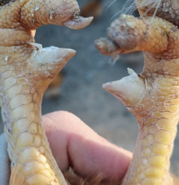 靓靓岭南王阉鸡