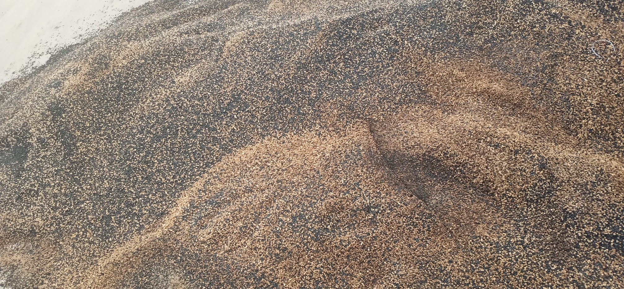 使用阿维菌素颗粒剂进行土壤撒施处理 麻山药线虫化学防治示意图