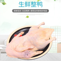 樱桃谷瘦肉型小全鸭，带头，带翅，带掌，不带切舌。