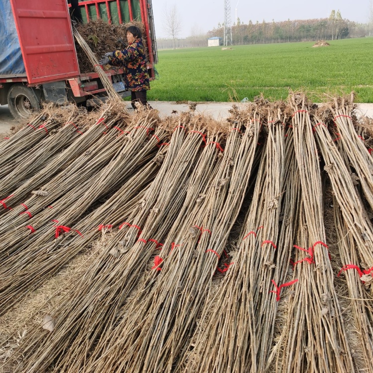 [杨树苗批发]白杨树苗 大量出售 规格齐全 全国发货 速生杨树苗价格0.