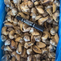 鲍螺肉，鲍鱼螺肉，鲍鱼螺，老婆脚，
