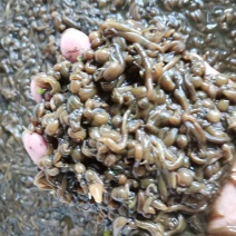 水蛭卵茧，水蛭幼苗，水蛭种苗