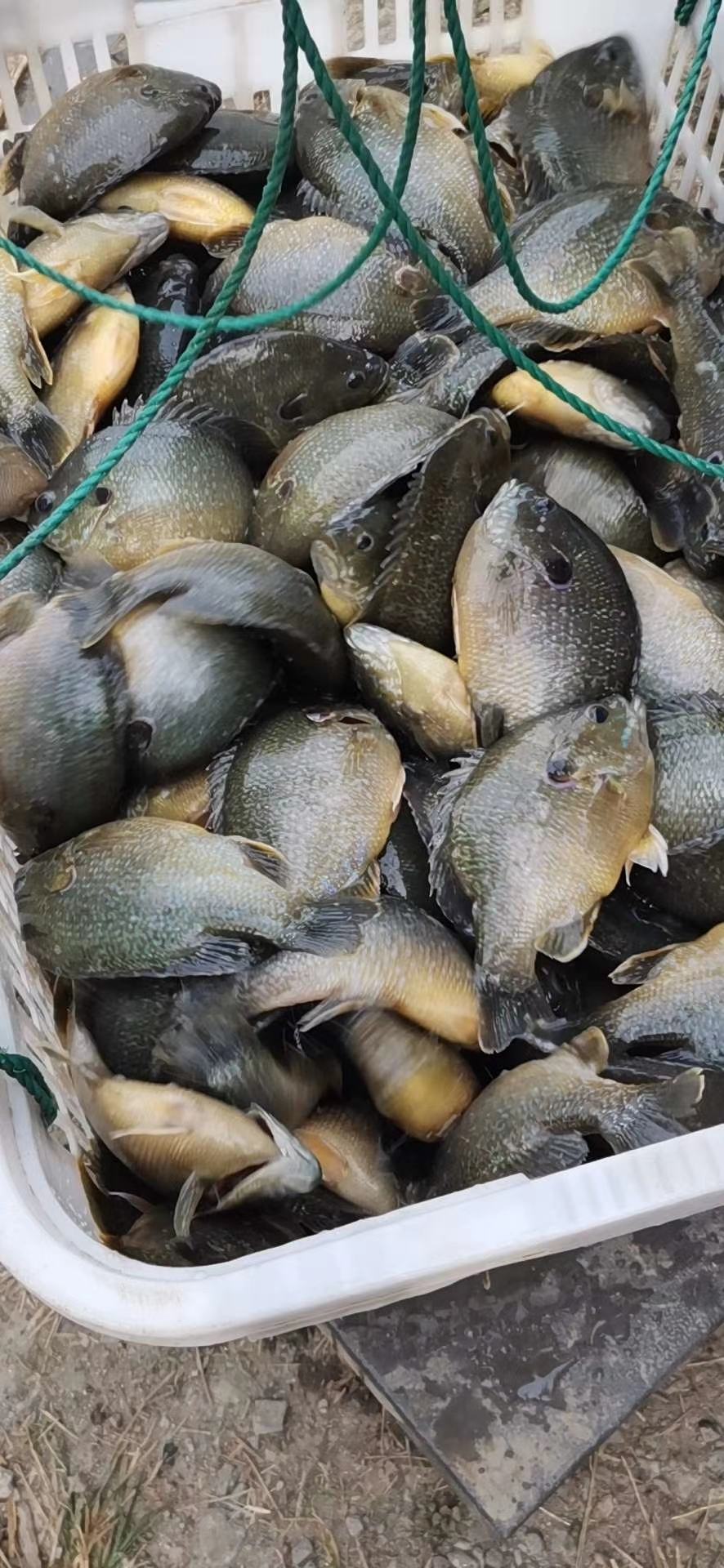 [太阳鱼批发]太阳鱼太阳鱼太阳鱼赞价格14.00元/斤 - 一亩田