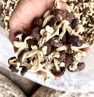 赤松茸 大球盖菇 (带皮整朵干货)干净无碎