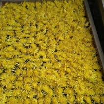 菊花茶种植加工销售批发