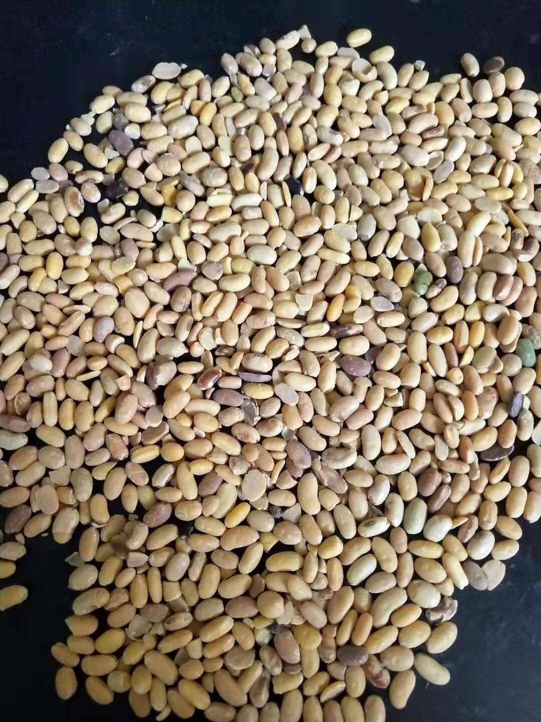 红糜子喂鸟做糕酿酒专用来自农家无农药