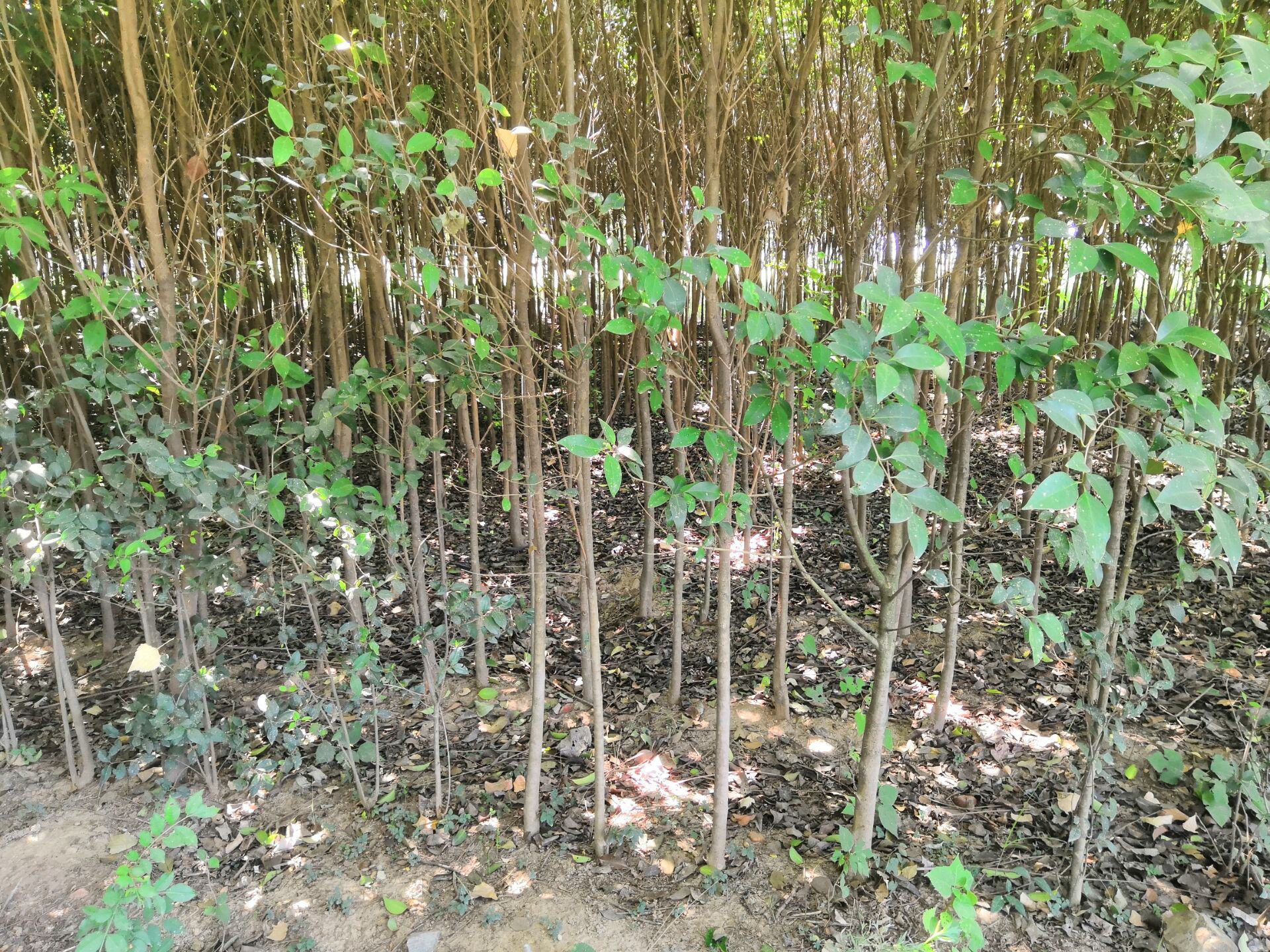 一株健康的大叶女贞幼苗,叶片宽大油亮,茎干挺拔,根系发达,处于旺盛生长期。背景为疏松透气的沙壤土育苗床,周围无杂草竞争 大叶女贞幼苗生长状态特写