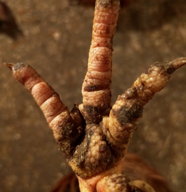 黄脚鸡,5.8元一次性处理