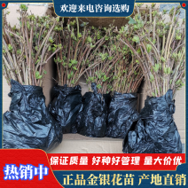 金银花苗四季金银花免费提供种植技术