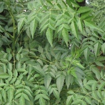 苦楝树，主要用于药材，根和果实