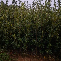 茶树苗.油茶苗.高产嫁接油茶苗基地直销.质量保证.，