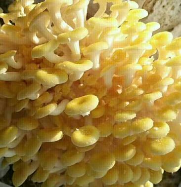 云南特产人工鸡油菌鲜货鸡油黄黄金菇蘑菇食用菌