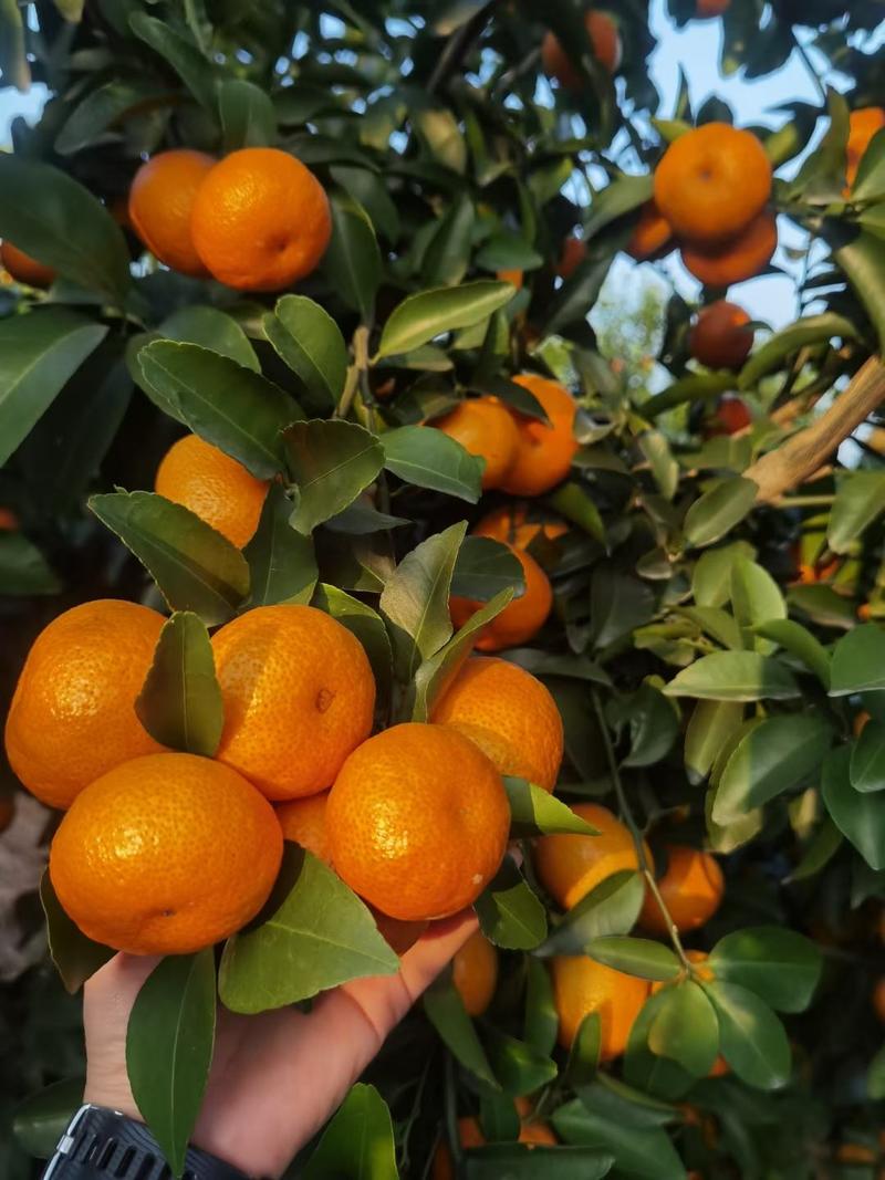 广西鹅柑橘图片