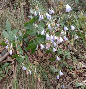 野生沙参纯野生药农自挖自卖干货2斤