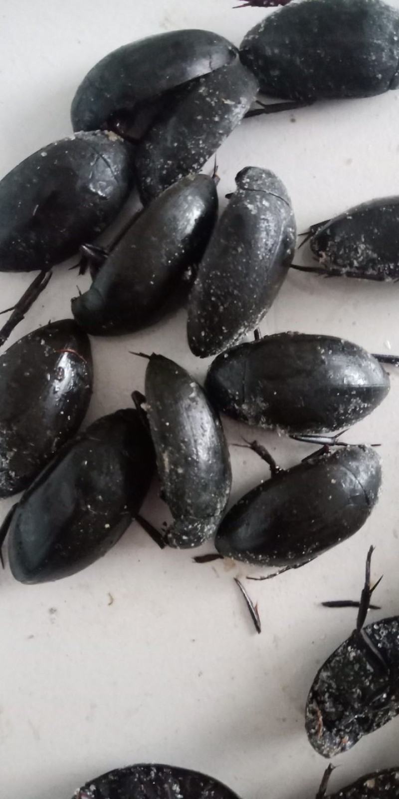 黑龙虱,黑盖虫,药食同源