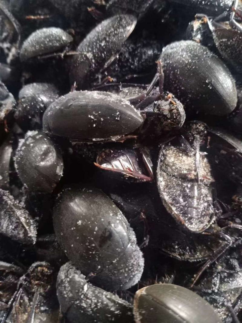 黑龙虱黑盖虫药食同源