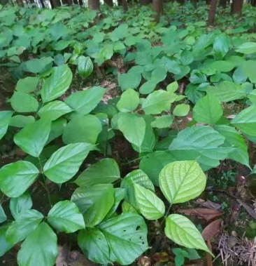 广西正宗鸡血藤苗一年种多年收效益好