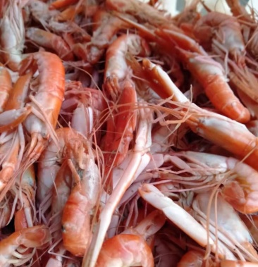 [干虾批发]狗虾 红虾 杂志少 颜色好看 鲜度高 一手货源价格90.