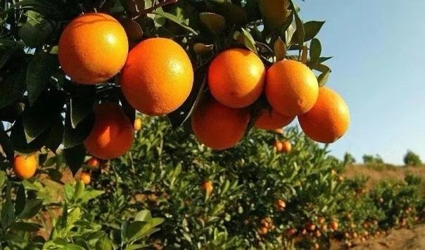 甜橙果园种植实景图