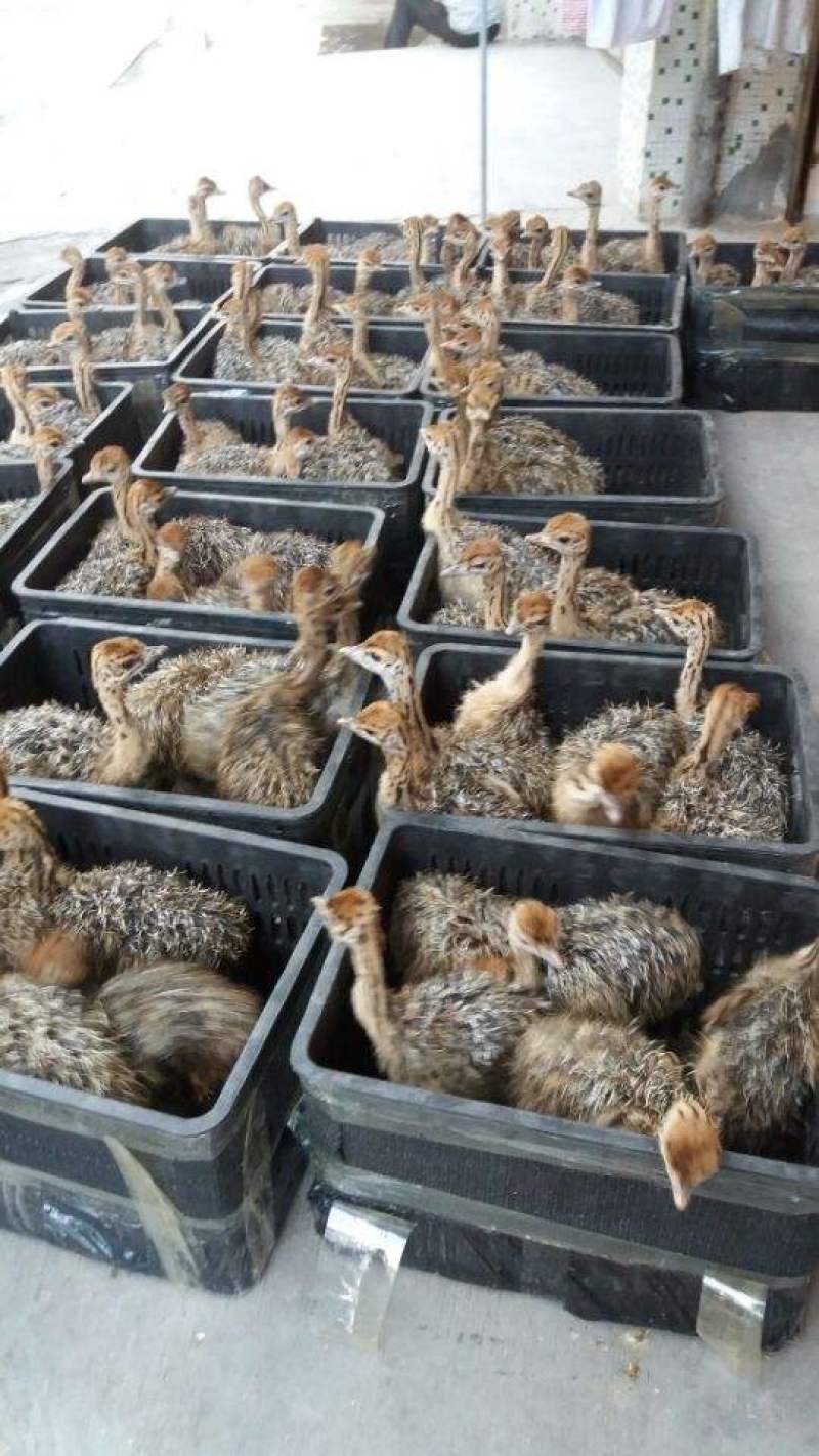 鸵鸟苗非洲鸵鸟苗脱温鸵鸟苗鸵鸟幼苗鸵鸟受精种蛋