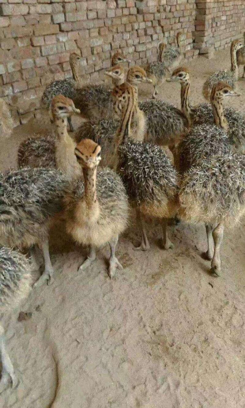 鸵鸟苗非洲鸵鸟苗脱温鸵鸟苗鸵鸟幼苗鸵鸟受精种蛋