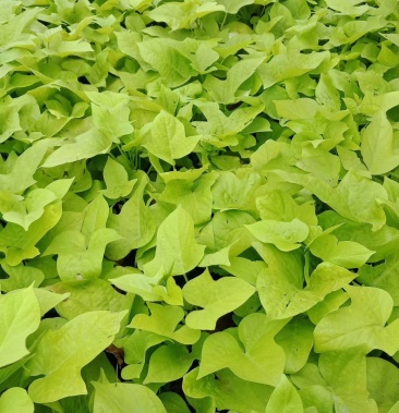 黄金暑,金叶薯,黄金薯