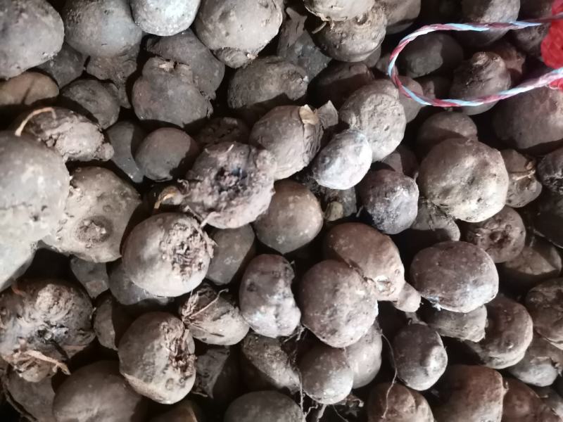 云南曲靖富源县魔芋种子 4