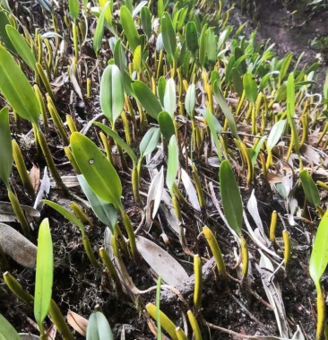 野单叶大号石橄榄石仙桃新鲜现拔煲汤料大量现货.