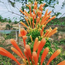 炮仗花精品漳州基地低价批发直销