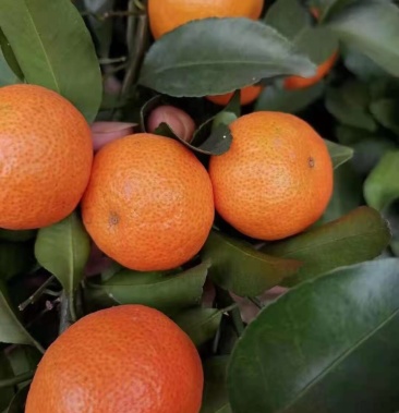 广西沙糖桔砂糖橘砂糖橘