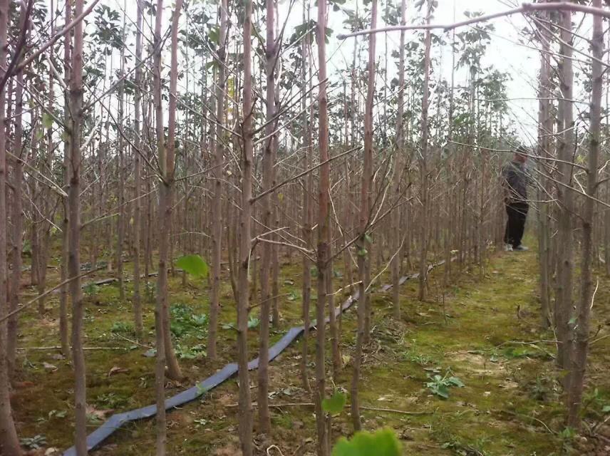 金太阳杏单株精准滴灌系统实景:展示主管道、毛管走向、滴头定位(距树干30cm)、压力补偿滴头特写及水肥一体化控制器界面 金太阳杏滴灌系统布设图:PE主管道沿行向铺设,毛管呈"一株一管"布置,滴头位于树干基部外30cm处,每株配2个压力补偿式滴头(流量2.0L/h)