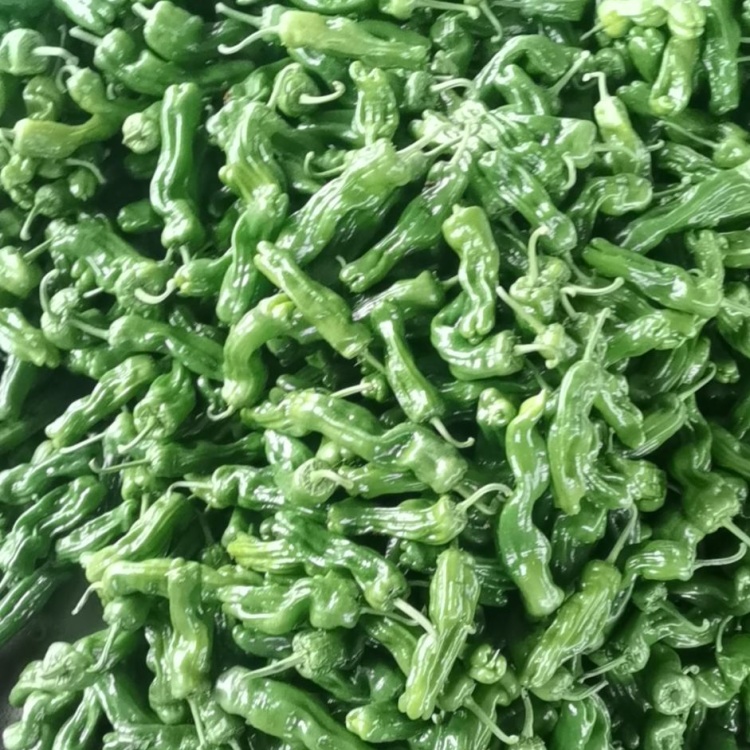 [鲜辣椒批发]【优选】苏椒五号 鲜辣椒 大量低价供货全国发货货源充足