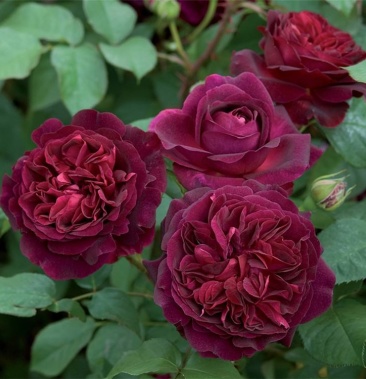 大花濃香月季黑伍德紫黑色庭院芳香花園陽臺玫瑰花室內外花卉