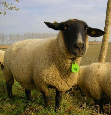 萨福克羊品种介绍图片