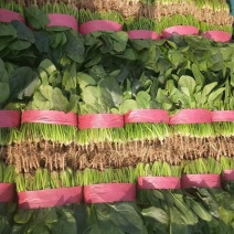 河北大叶菠菜支持视频看货产地看货大量有货