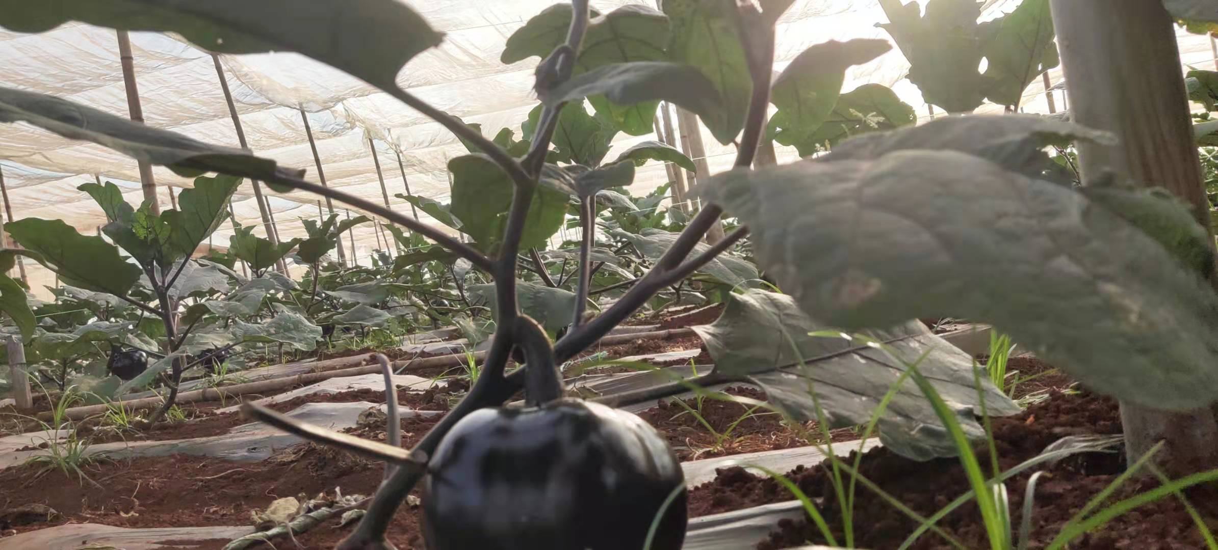 茄团在温室大棚中生长的场景,植株健壮,果实挂满枝头 茄团在温室大棚中生长的场景
