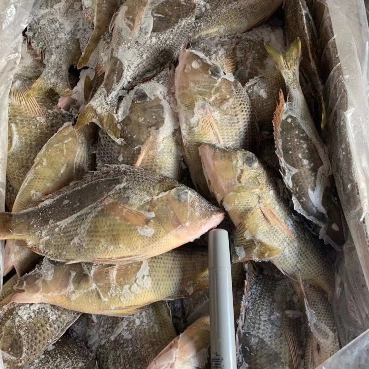 [批发]日本龙尖鱼 一手货源 长期供应 马尾冻品批发价格50.