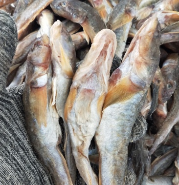 狗广鱼咸鱼干一根主刺蒜瓣肉大量批发一手货源无差价不包邮