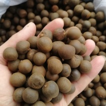 茶籽产地一手货源茶子茶树种子种植茶果