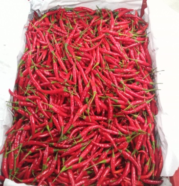 缅甸辣椒,刚刚上市,,欢迎选购