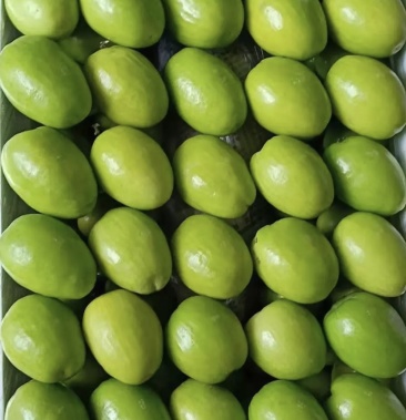 新货尝鲜精选优质广西密丝枣大青枣保质保量批发跑量