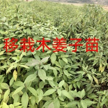 木姜子苗苗圃基地供应价格美丽质量无忧高成活欢迎指导
