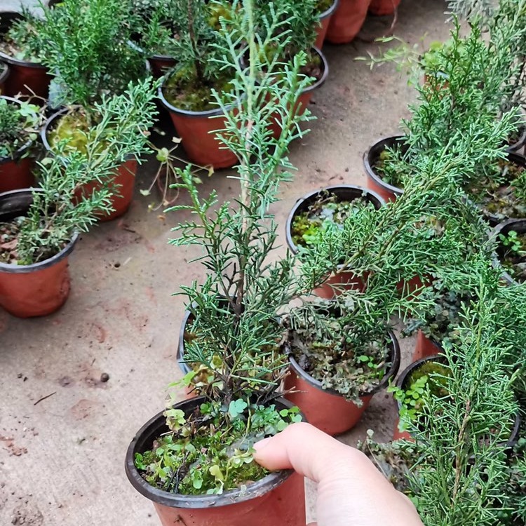 八房系鱼川真柏苗扦插杯苗苗情好根系发达